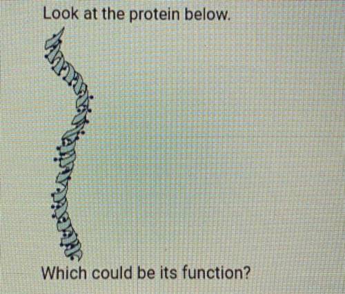 Look at the protein below.

Which could be its function?
A. Forming connective tissue
B. Moving ma