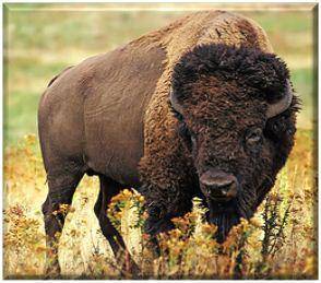 Bison live in __________ ecosystems in the United States.

A.
desert
B.
grassland
C.
deciduous
D.