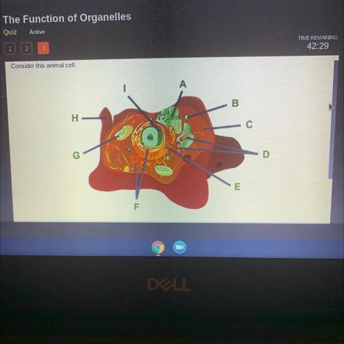 What is the function of the organelles that are labeled F???