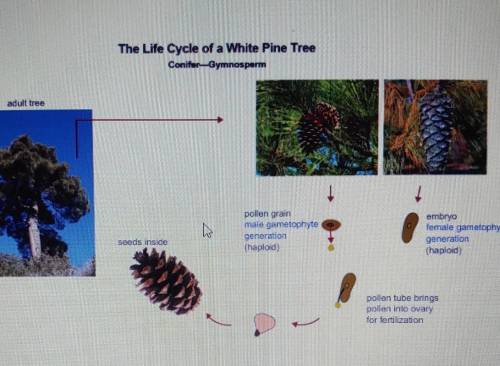 Using the diagram, explain in terms of cell division how the white Pine reproduces sexually.