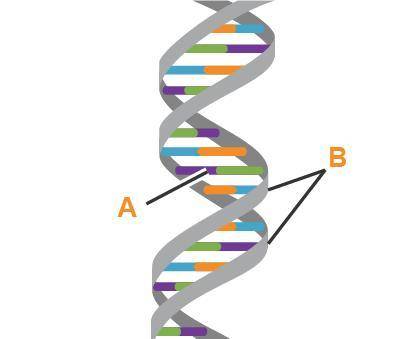 Use the drop-down menus to identify the parts of DNA.

Label A: _______Label B: _______
