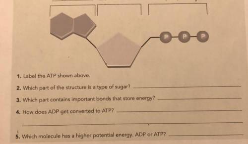 Р

P-
P
1. Label the ATP shown above.
2. Which part of the structure is a type of sugar?
3. Which