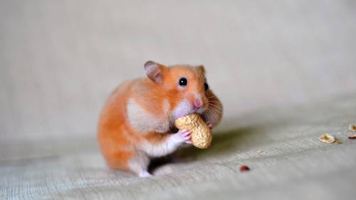 plz enjoy the hamsters also the free points and i like doing zoom calls so if yall want to start on