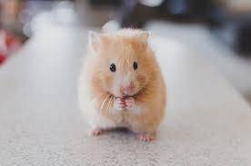 plz enjoy the hamsters also the free points and i like doing zoom calls so if yall want to start on