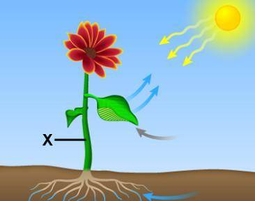 Due in 5 minutes helpppppp

The diagram illustrates photosynthesis.
Which best describes what is h