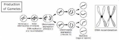 The diagram above shows the process of meiosis. The segregation that occurs during meiosis results