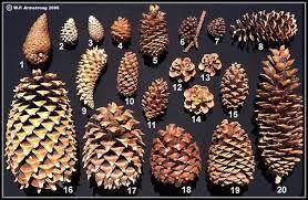 Did u know Pineapples were named after pine cones.
