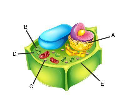 Dentifying Structures in the Cell

Identify the labeled structures.
A: 
B: 
C: 
D: 
E: