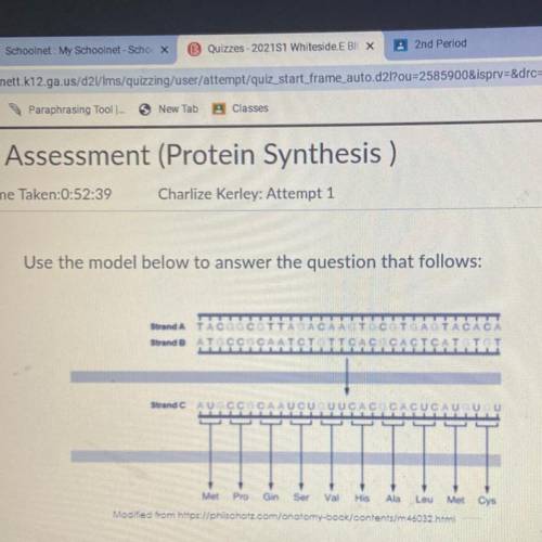 Which strand and process correctly describe Strand C in the model?

Strand Cis DNA. Strand C is pa