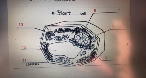 Can someone tell me what the cells are on this diagram please I need help!