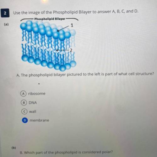Which part of the phospholipid is non polar??

a. structure 2 
b. none 
c. structure 1
d. all 
whi