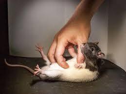 Is it wrong to tickle a rat?