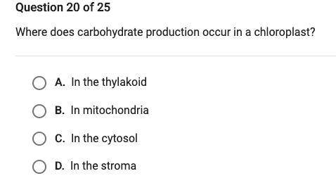 Where does carbohydrate production occur in a chloraplast?