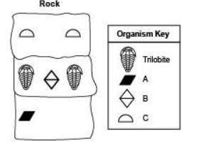 The diagram below shows the layers of a rock having a trilobite:

Which statement about the rock f