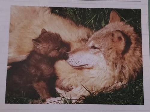 How is the young wolf in the photo similar to its mother?