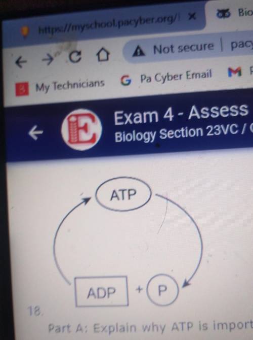 part a: explain why ATP is important in biochemical reactions Part b: How is ATP similar to a recha