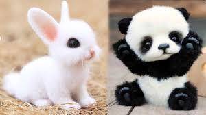 Which one is the very cutest?