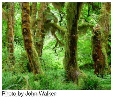 Mosses and ferns thrive in the verdant rain forests of Washington.

Based on the picture and capti