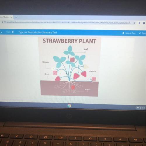 What part of a strawberry plant shows A reproductive structure that forms off spring that are genet