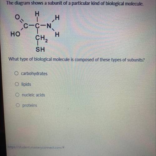 What type of biological molecule is composed of these types of subunits ?