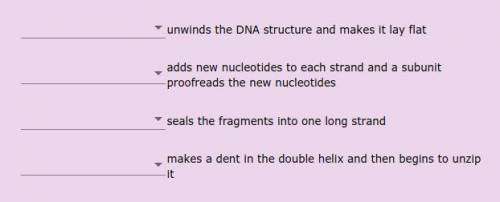 Match the following enzymes involved in DNA replication with their functions.

a. DNA ligase
b. DN