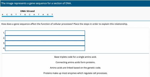 How does a gene sequence affect the function of cellular processes? Place the steps in order to exp