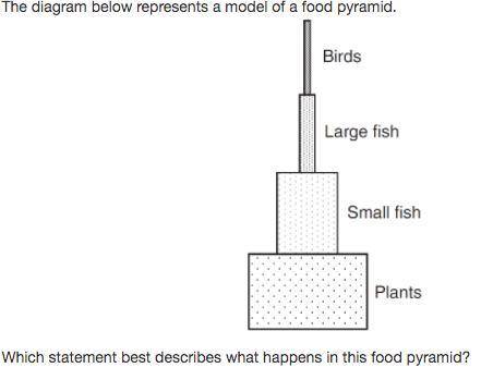 Which statement describes what happens in this food pyrimid?