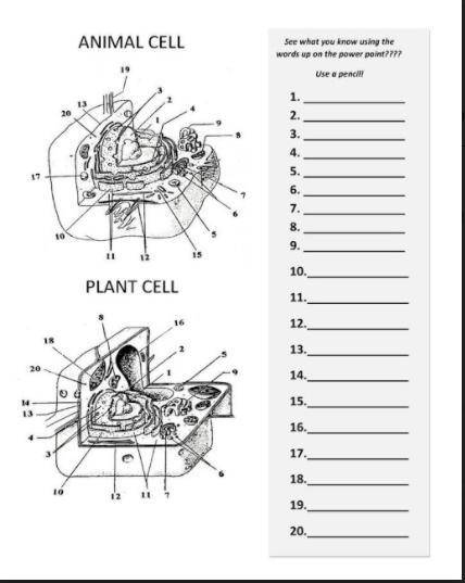 Please help me label this worksheet! Willing to cashapp $5 also I need it ASAP