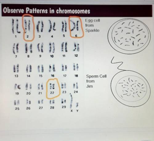 1. what patterns did you see?

2. How are these chromosomes organized? 3.cWhy do you think they're