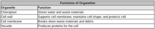 Which organelle in the table is correctly matched with its function?

chloroplast
cell wall
cell m