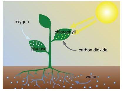 PLEASE HELP 100 POINTS

Study this image of the process of photosynthesis. What’s wrong with