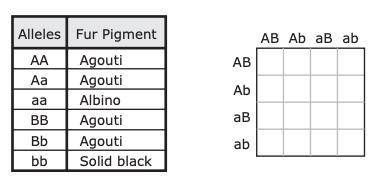 Mice have two unlinked allele pairs that affect fur color. The table shows how allele pairs affect
