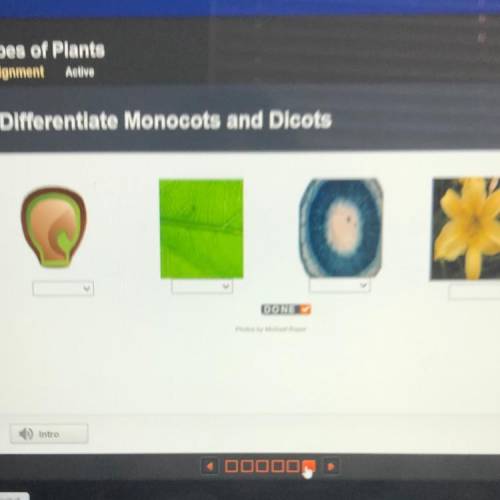 Differentiate Monocots and Dicots
Sorry for the blurry photo