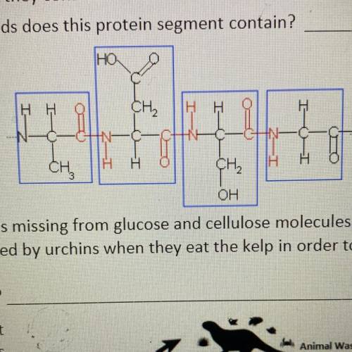 How many amino acids does this protein segment contain?