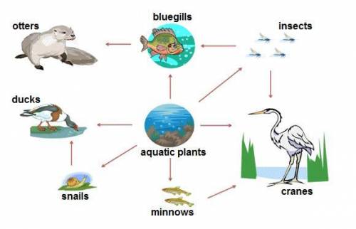 A food web showing the flow of energy through a freshwater ecosystem is shown below. Which of the a