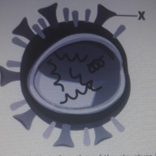 The most likely function of the label X in the above figure is

A. anchoring the virus to a cellB.