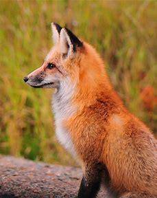 Foxes We must save them. I will not stop until they are saved