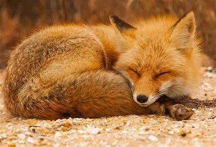 Foxes We must save them. I will not stop until they are saved