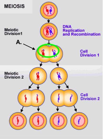 Meiosis produces gametes during sexual reproduction. as seen here, meiosis results in four haploid