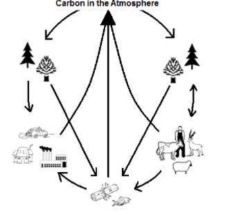 Assuming the carbon cycle is a closed system, which of the following statements is true?

1. When