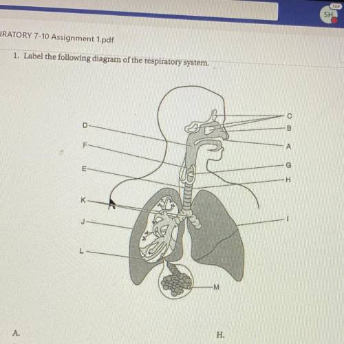 1. Label the following diagram of the respiratory system.

bensa
sensi
B
D
A
ger
G
H Η
te
billa
ng