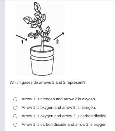 Margie used arrows to represent the gases that enter and leave a plant during the process of photos