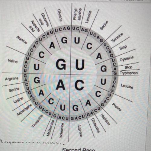 1. Identify the amino acids what will be

produced from the following m-RNAs codon:
a. AAC__b. UCU