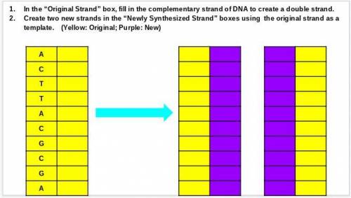 1.In the “Original Strand” box, fill in the complementary strand of DNA to create a double strand.