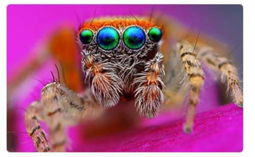 A spider has several eyes.
What is the main function of these organs?