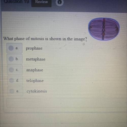 What phase of mitosis is shown in the image?

a.
prophase
b.
metaphase
C
anaphase
d.
telophase
e.