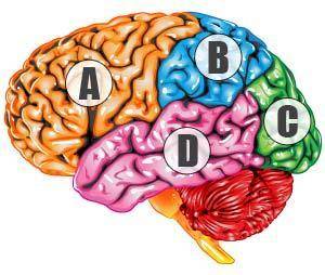 Which labeled region of the brain represents the temporal lobe?