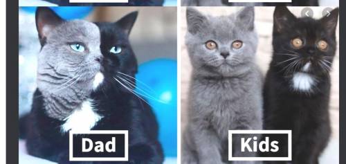 The picture shows a kitten, along with its parents.

Why does the kitten appear to be different fr