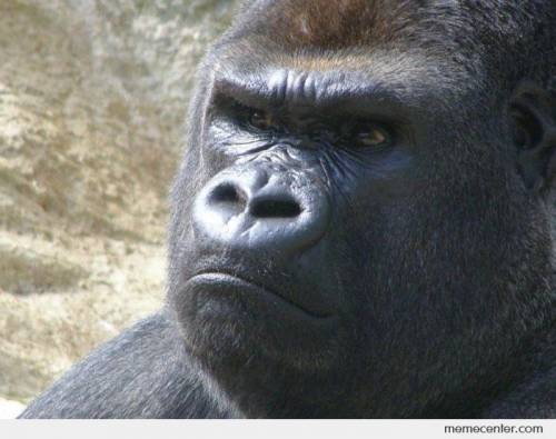 Harambe back from the dead and angry
