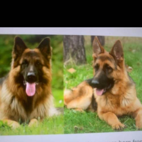 The two German Shepherds shown above were born from the same litter. One has long fur and the other